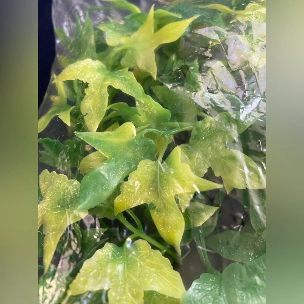 zoo med naturalistic flora - congo Ivy